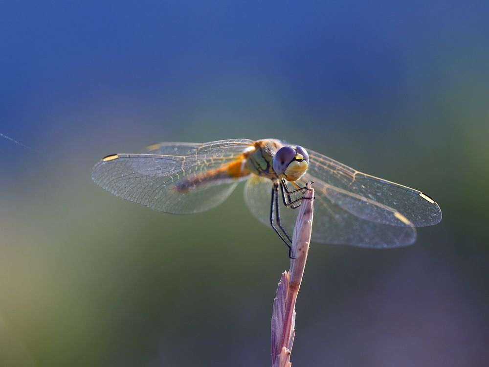 Photograph by Алексей Дудинский