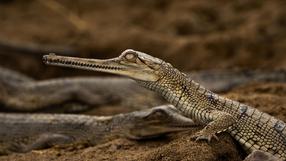 Photograph by Николай Мозгунов