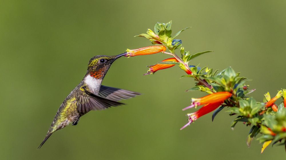 Ruby throated hummingbird