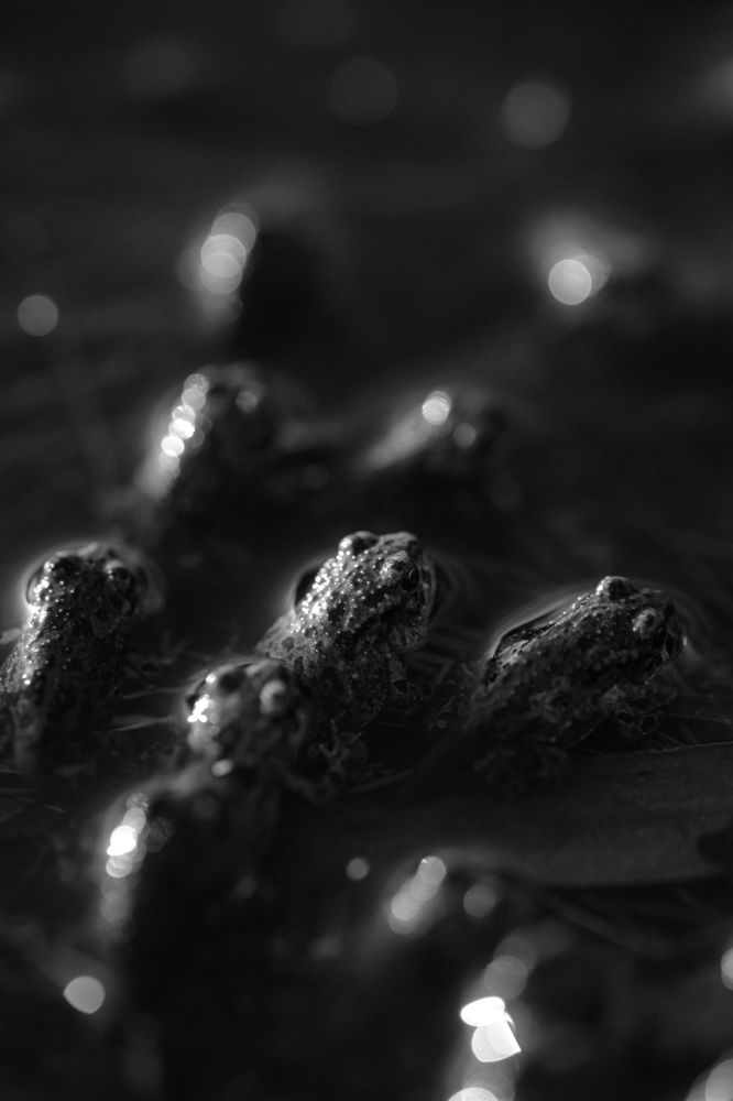 Photograph by Богдан Тарасов