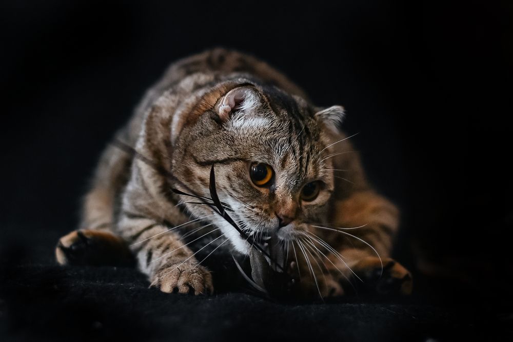 Photograph by Елена Камоза