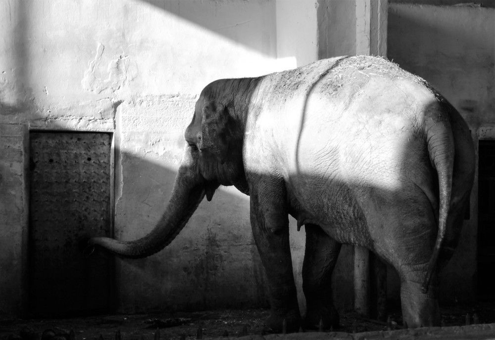 Photograph by Андрюс Рачис