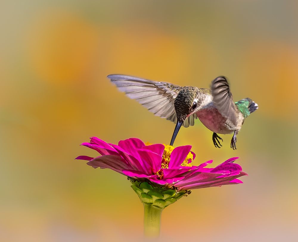 Hummingbird Pitstop