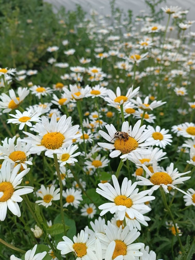 Photograph by Роза