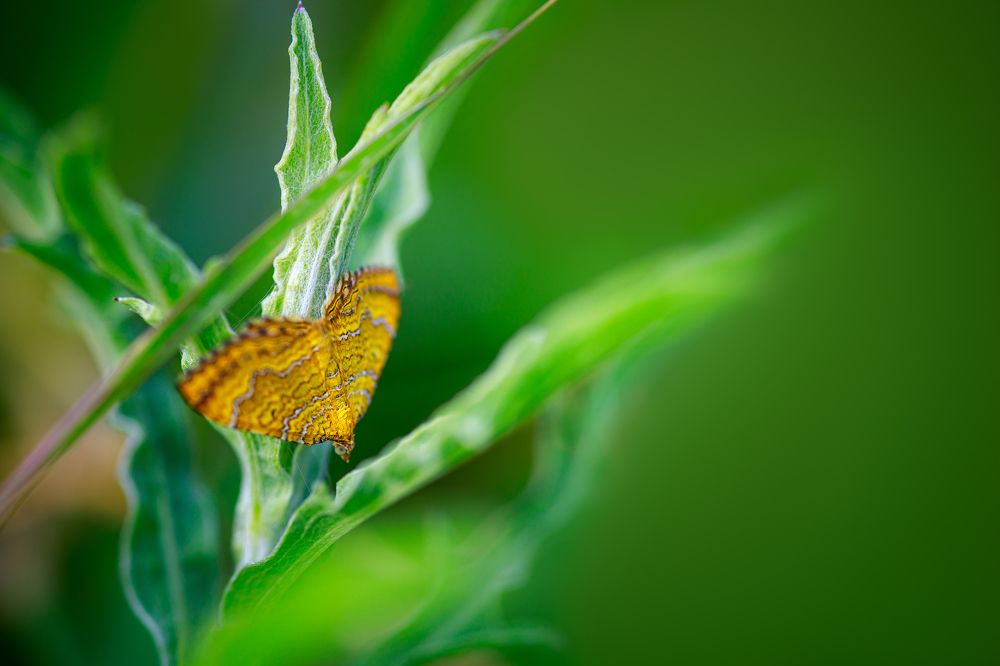 Фотография автора Cornelia Ghergut