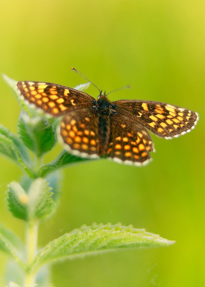 Фотография автора Cornelia Ghergut