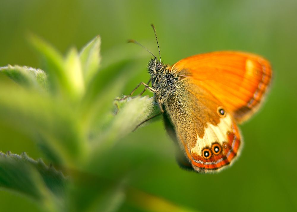Фотография автора Cornelia Ghergut