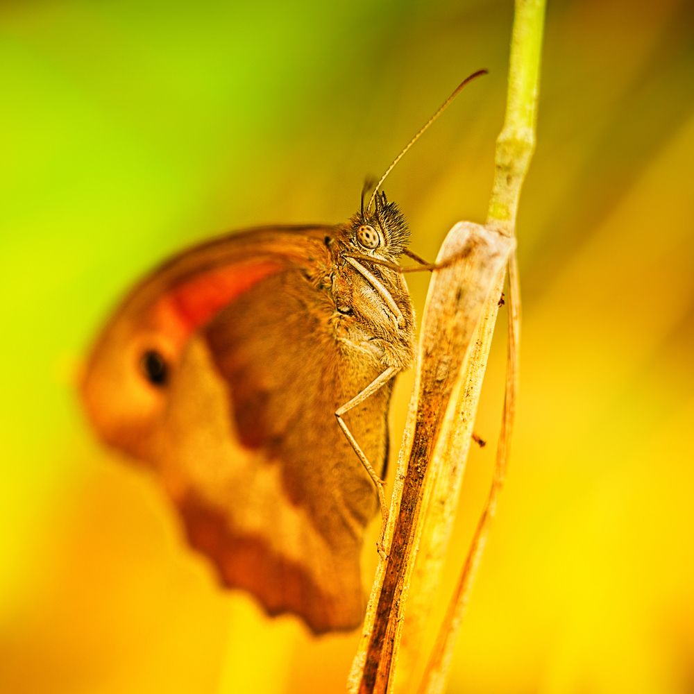 Фотография автора Cornelia Ghergut
