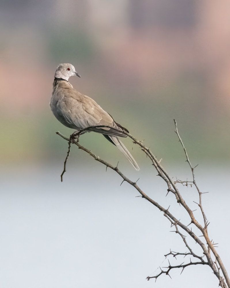 Eurasian Collared Dove