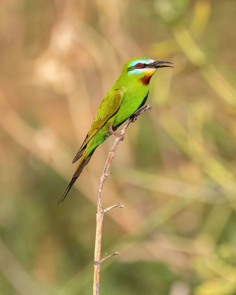 Blue Cheeked Bee Eater