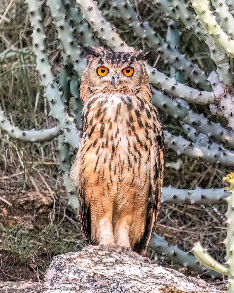 Indian Eagle Owl