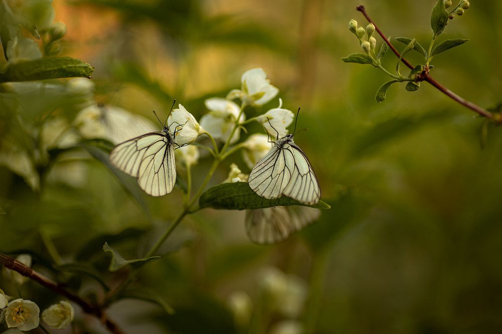 Photograph by Мила Смирнова