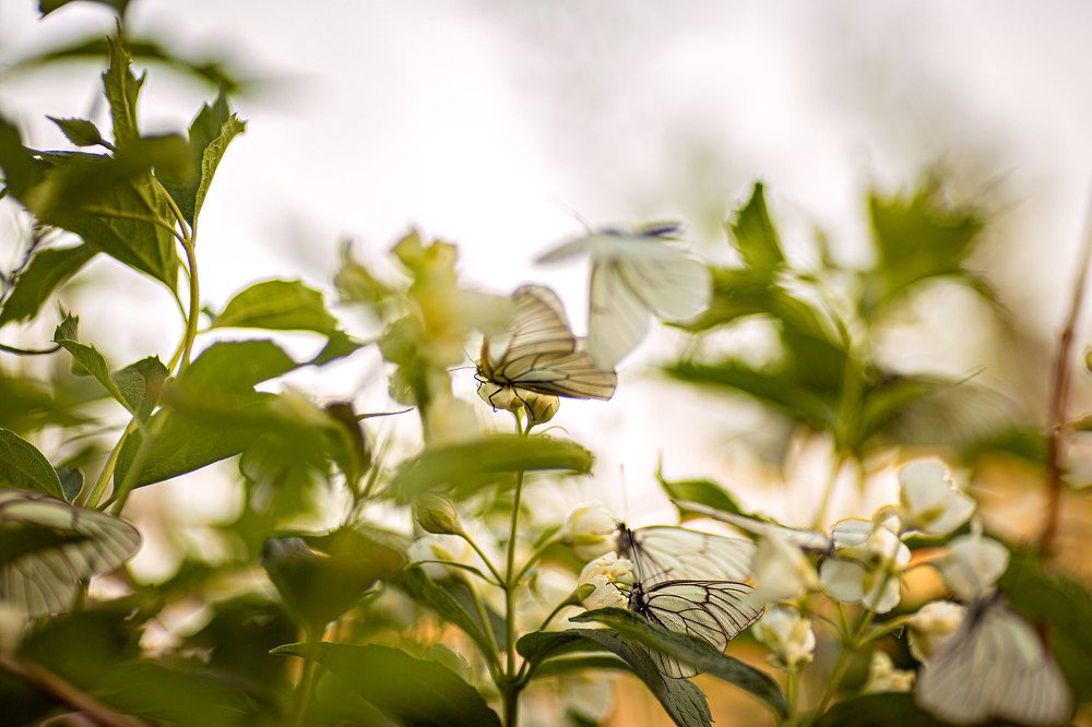 Photograph by Мила Смирнова