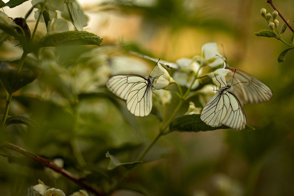Photograph by Мила Смирнова