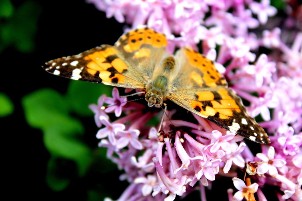 Photograph by Николай Немчанинов