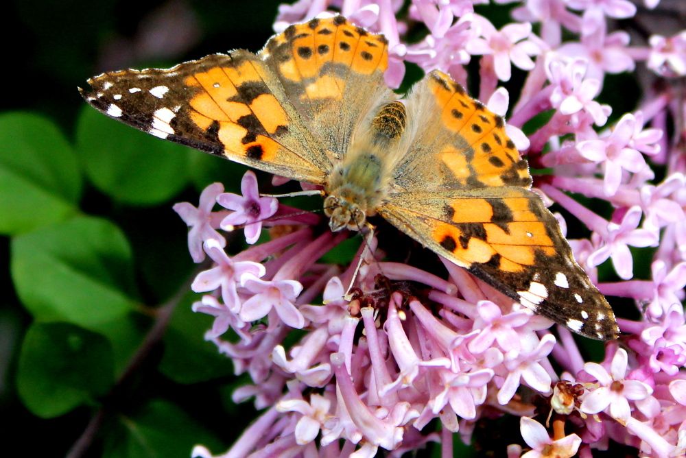 Photograph by Николай Немчанинов