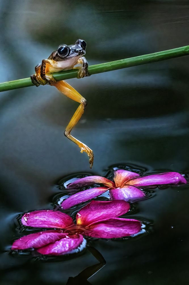 Relaxing day on Frangipani Flower