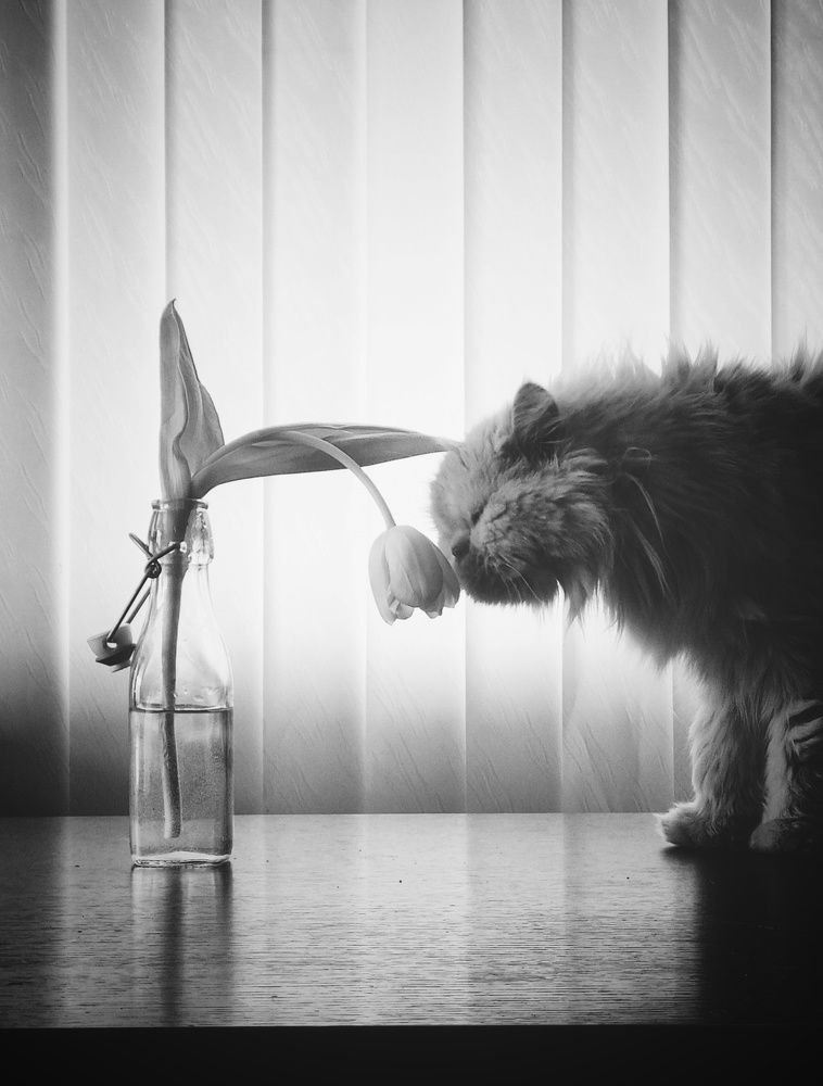 Фотография автора Герчев Николай