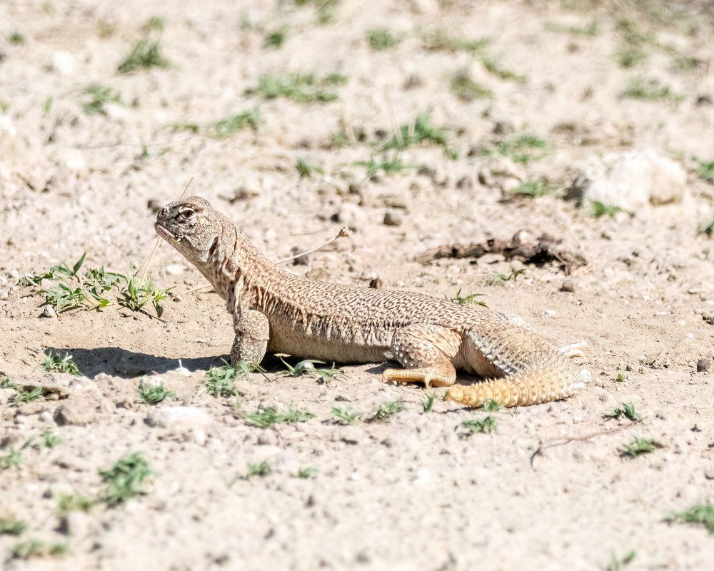 Spiny-Tailed Lizard