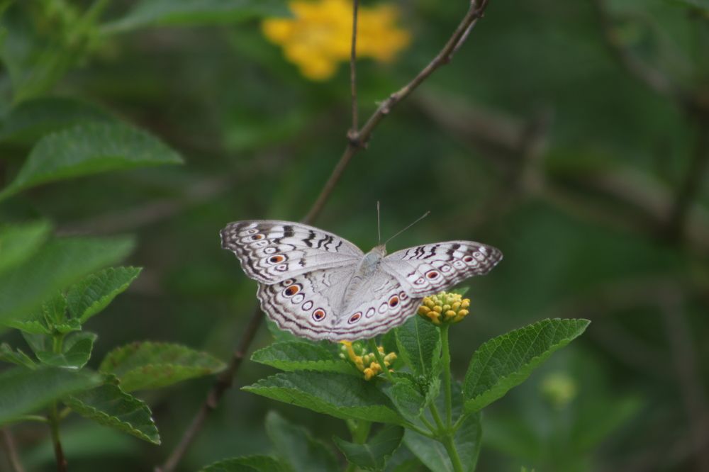 Фотография автора Atul Robin Hans