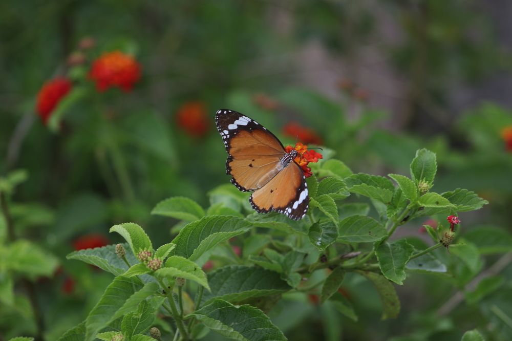 Фотография автора Atul Robin Hans