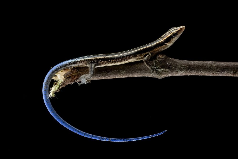 Photograph by Dzulfikri Dzulfikri