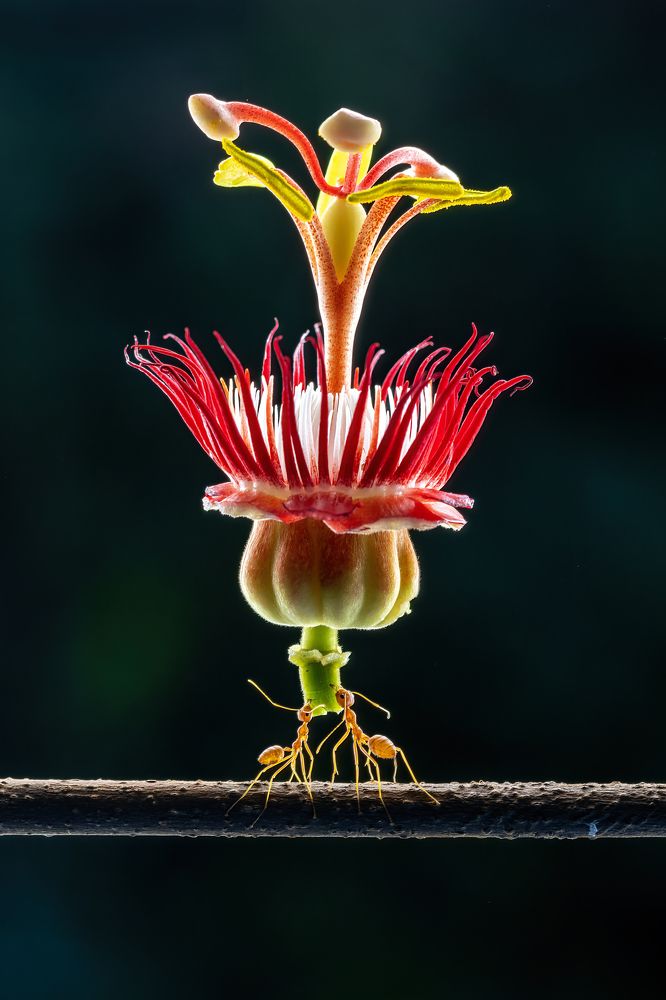 Photograph by Dzulfikri Dzulfikri