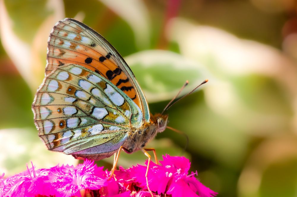 Перламутровка ниоба.
