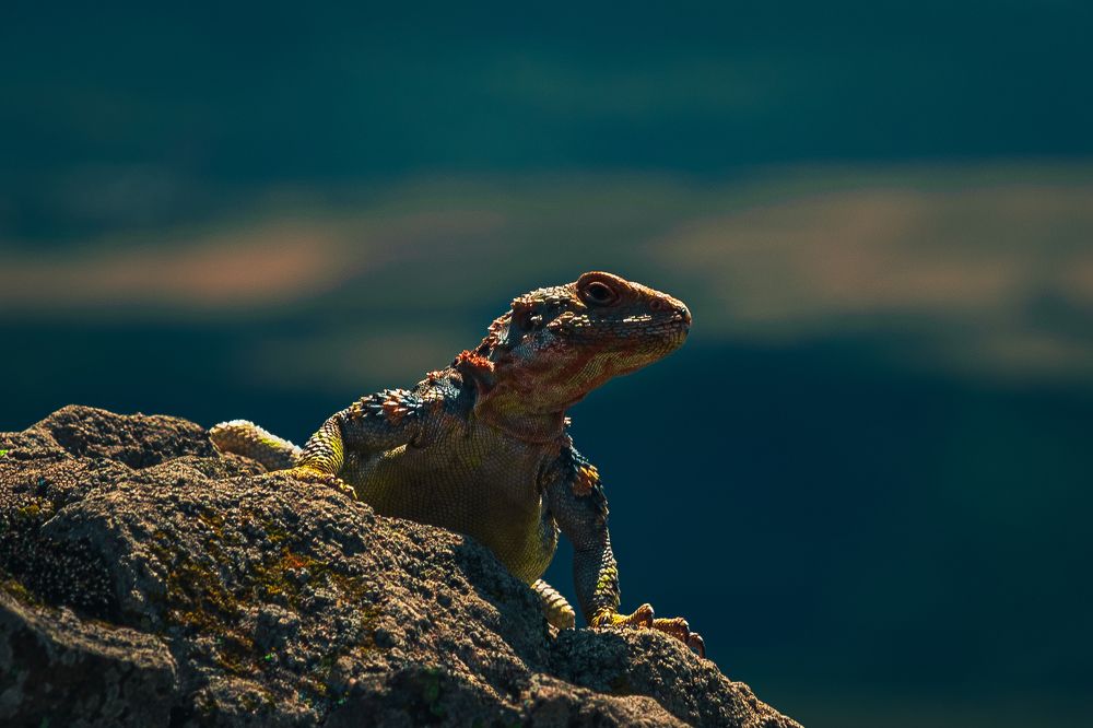 Фотография автора anton