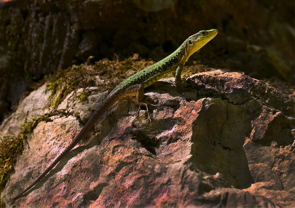 Обитатель Гуамского ущелья