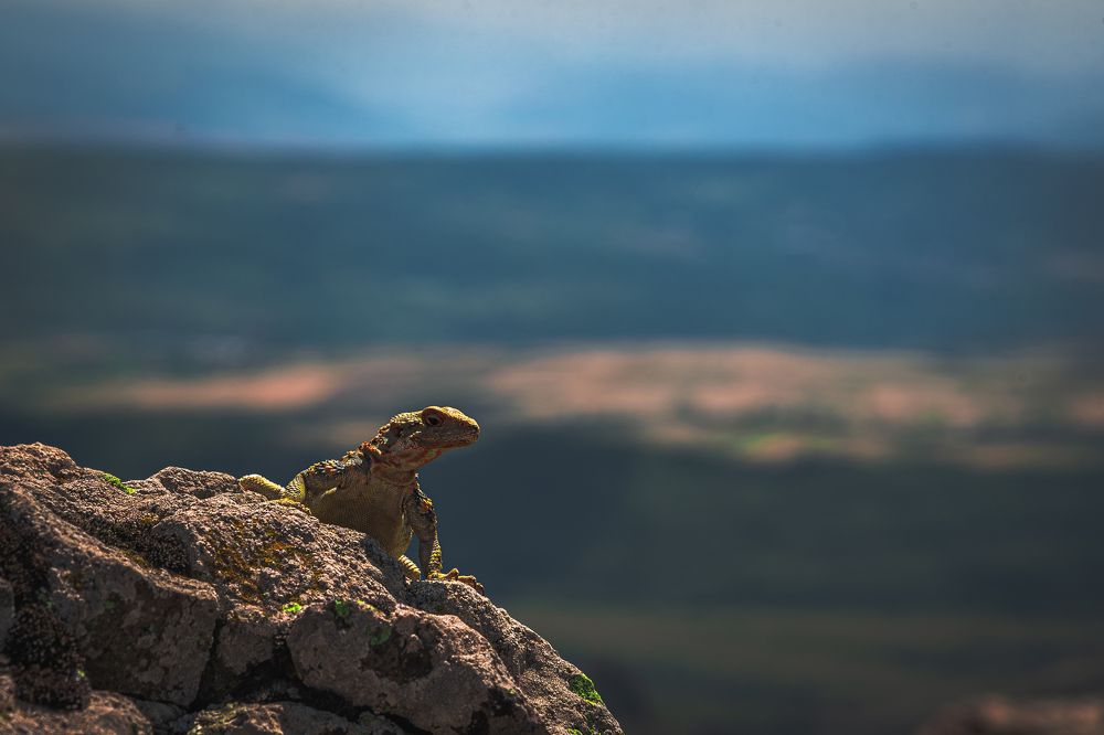 Фотография автора anton