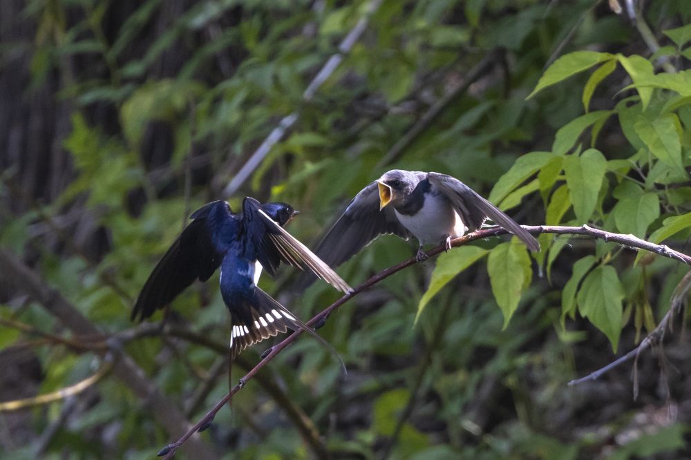 Photograph by Щепанов Дмитрий