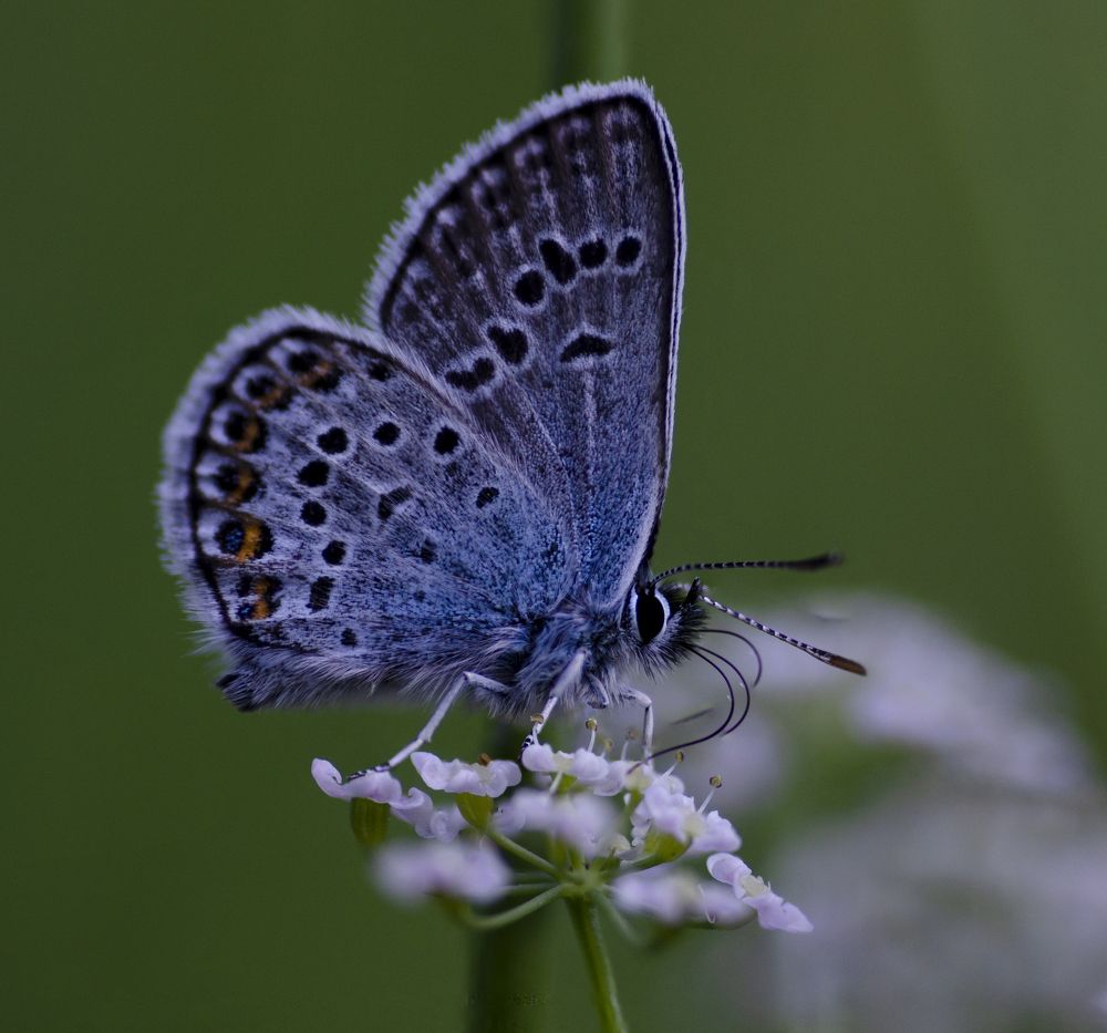 Photograph by Эльвира Быкова