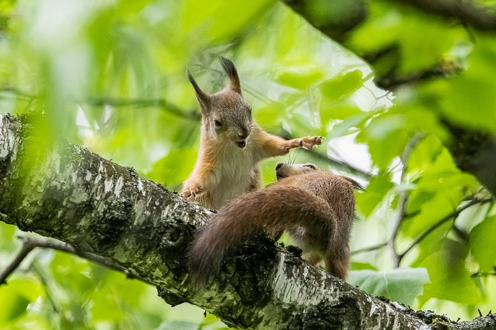 Бельчата играют
