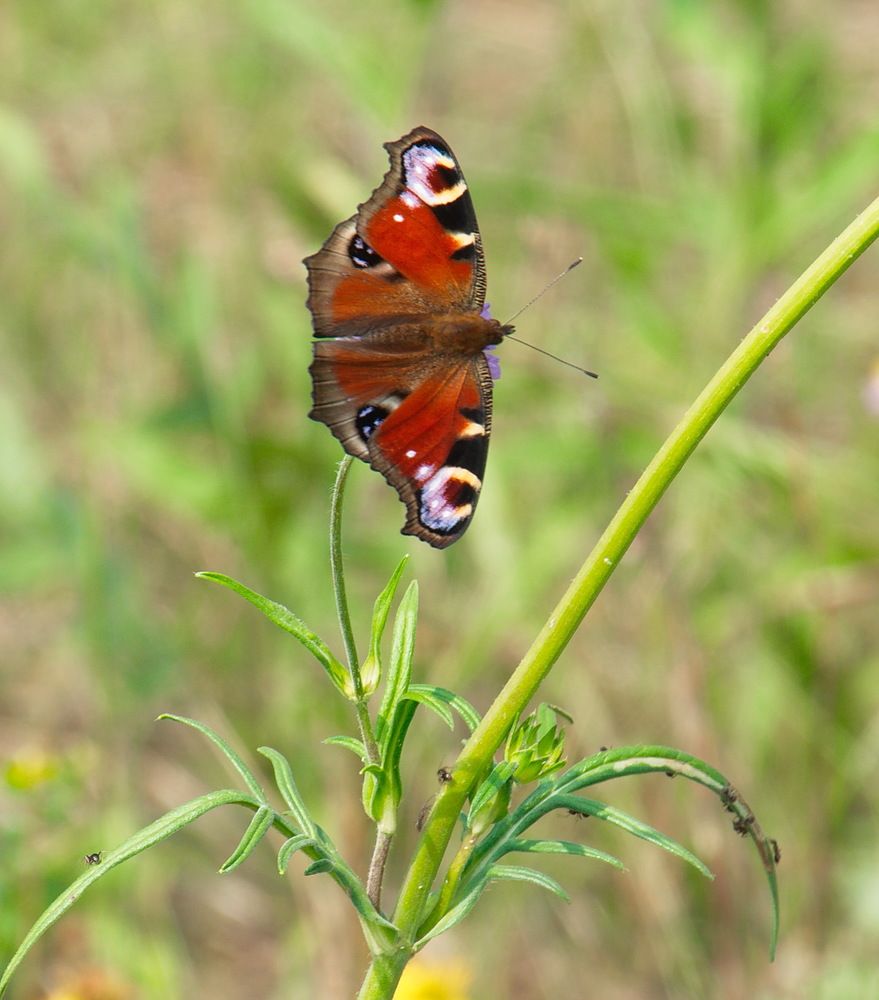 Photograph by Василий Быстрицкий
