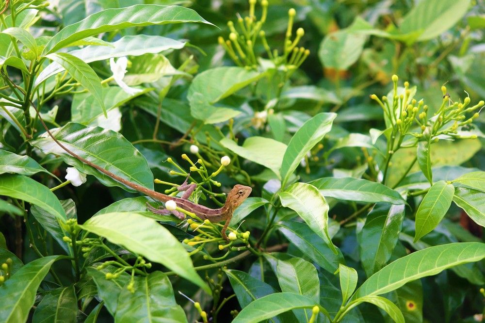 Фотография автора Atul Robin Hans