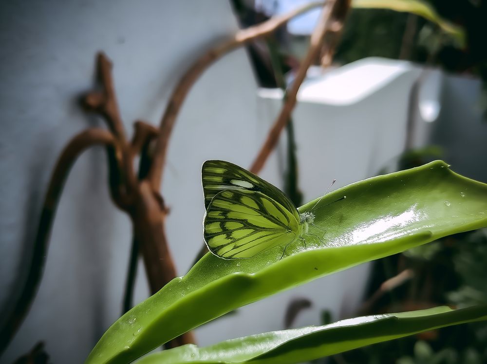Photograph by Akshay Kshirasagar