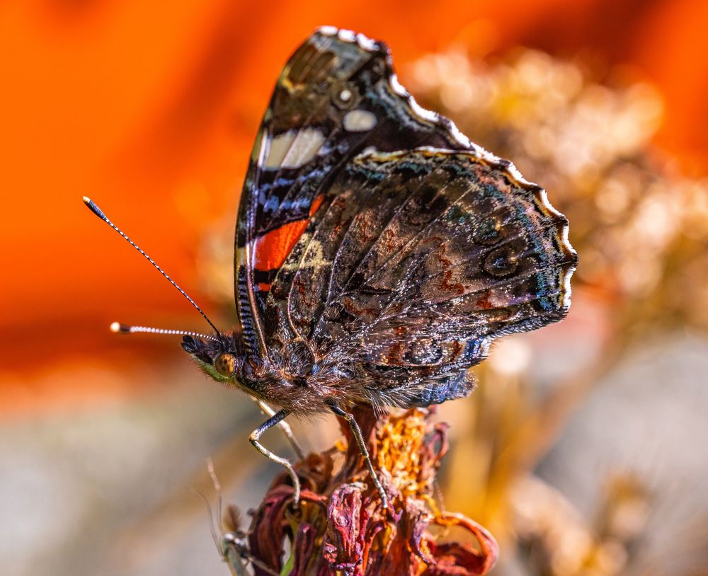 Photograph by Наталья