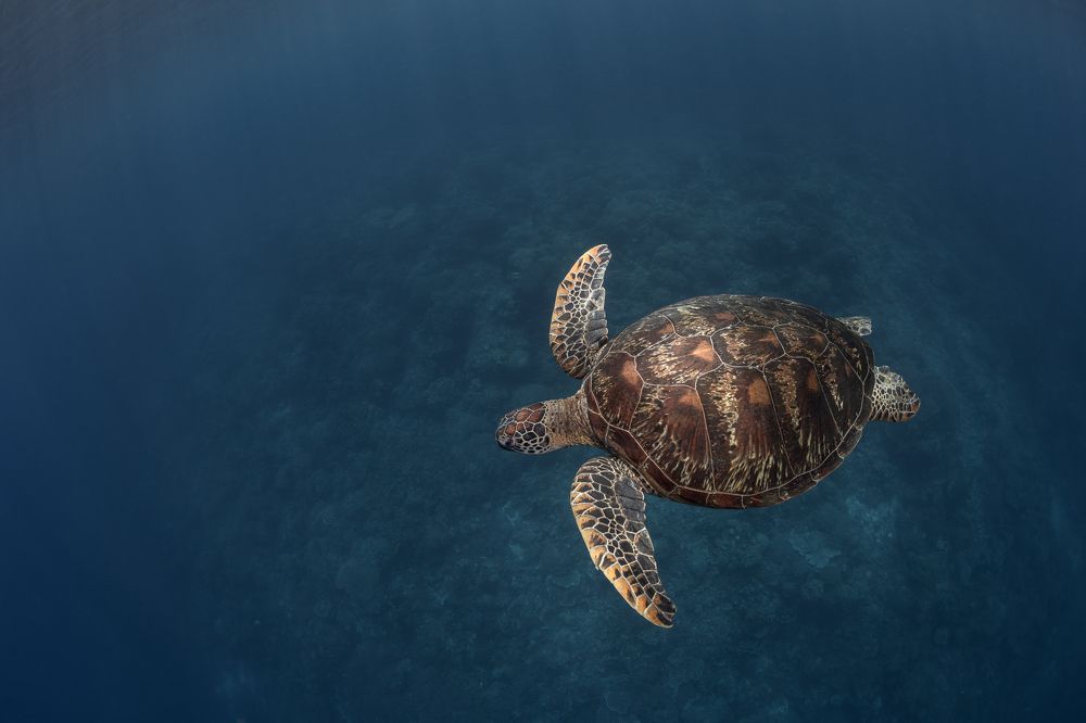 Photograph by Савин Андрей