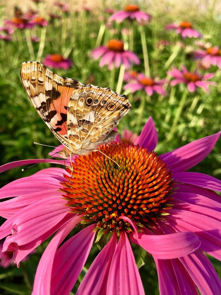 Фотография автора Бакалова Ирина