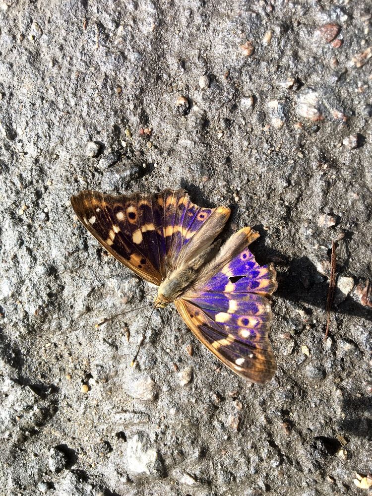 Фотография автора Бакалова Ирина