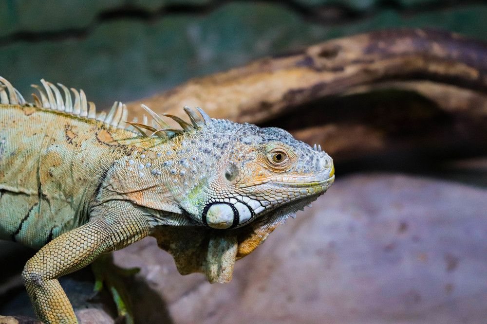 Photograph by Владимир Самосватов