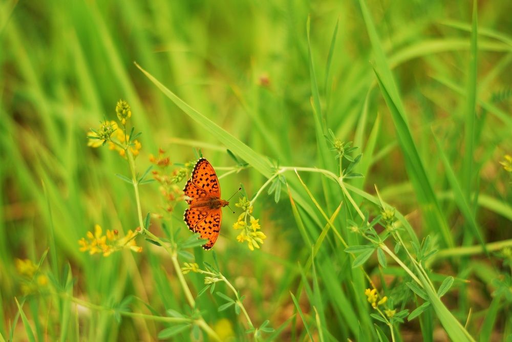 Photograph by Анастасия Койчина