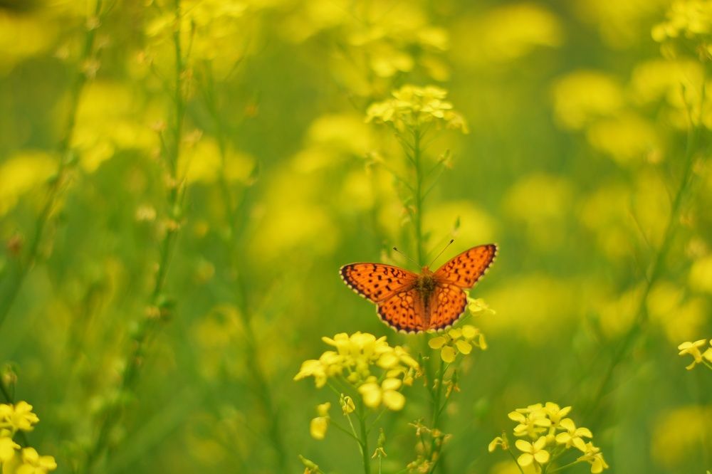Photograph by Анастасия Койчина