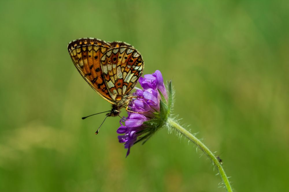 Photograph by Олег Сальников