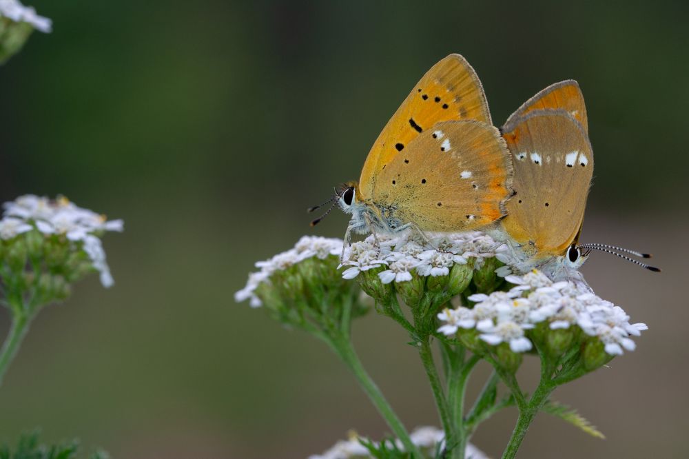 Photograph by Олег Сальников