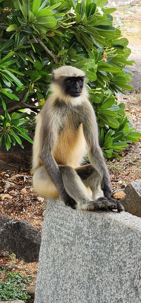 Photograph by Amrutesh Gopal