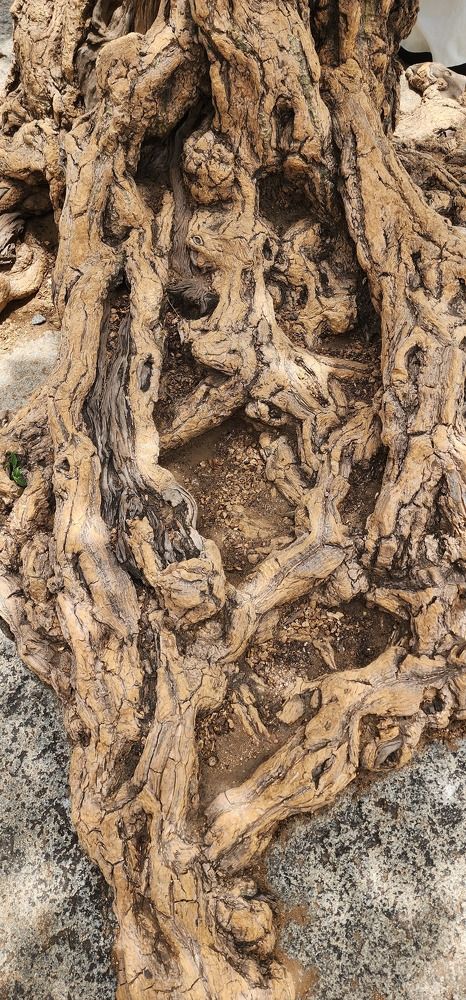 Photograph by Amrutesh Gopal