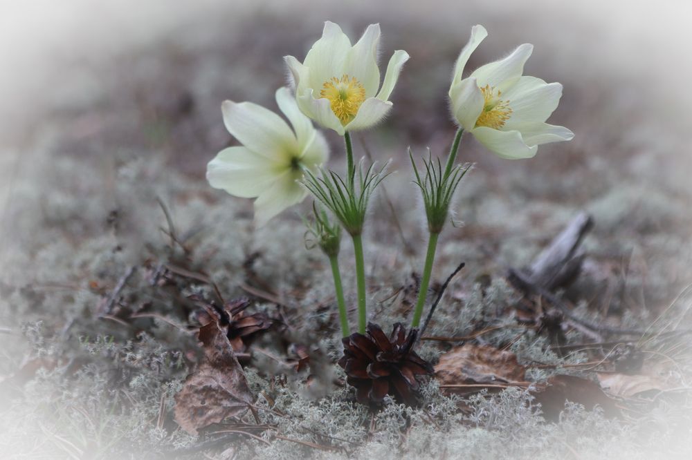 Первые подснежники