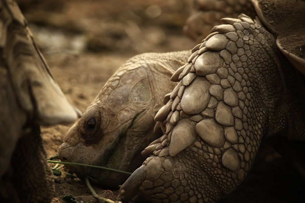 Photograph by Obada Abdelwahab Abdalla